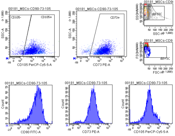 Human Mesenchymal Stem Cells - Amnion