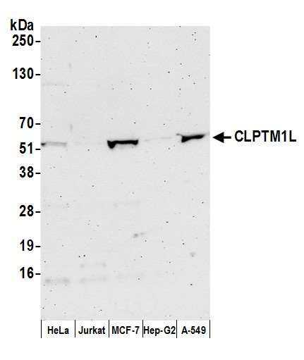 Anti-CLPTM1L