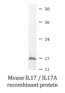 Mouse IL17 / IL17A recombinant protein (Active)
