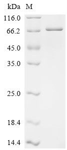 Ubiquitin carboxyl-terminal hydrolase 43 (USP43), Partial, human, recombinant