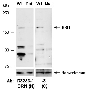 Anti-BRI1 (C)
