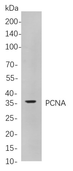 Anti-Recombinant PCNA, clone 12B2