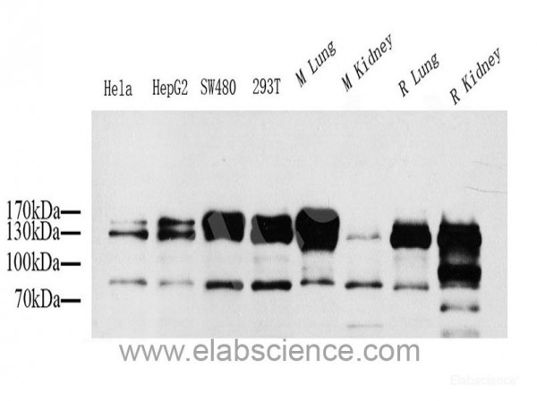 Anti-CD31