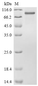 Low-density lipoprotein receptor-related protein 1 (LRP1), partial, recombinant Chicken