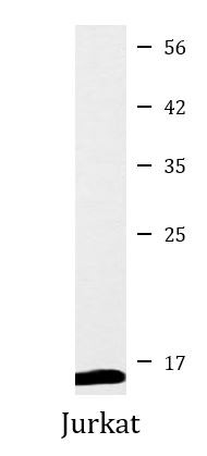 Anti-ATP5G1 + ATP5G2 + ATP5G3