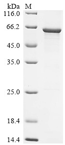 O-phosphoseryl-tRNA (Sec) selenium transferase (SEPSECS), human, recombinant
