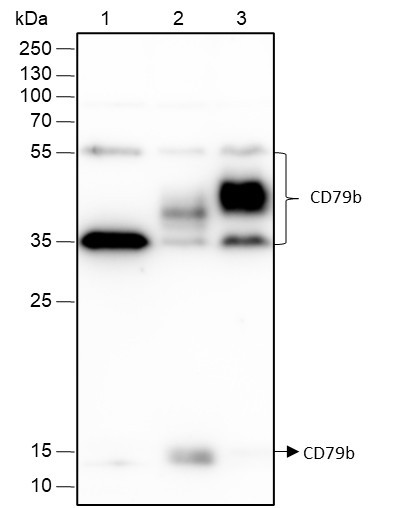Anti-Recombinant CD79b, clone A182