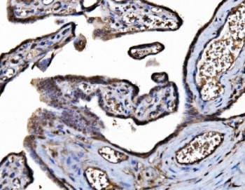 Anti-DYNLL1 / Dynein light chain 1