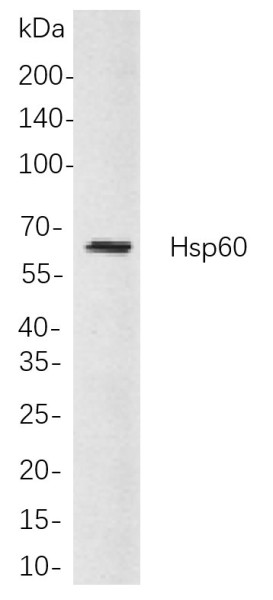 Anti-Recombinant Hsp60, clone 1A7