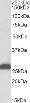 Anti-ETFB (aa 231-243), C-terminal