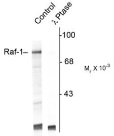 Anti-phospho-Raf1 (Ser301)