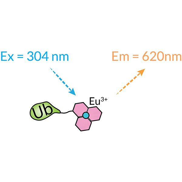 Ubiquitin (human) (rec.) (Europium-Cryptate) | South Bay Bio | Biomol.com