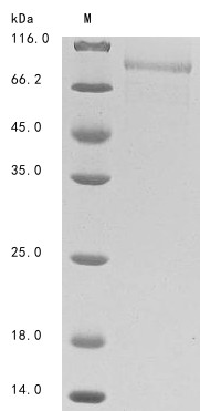 T-cell immunoglobulin and mucin domain-containing protein 4 (TIMD4), partial, human, recombinant