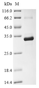 Dickkopf-related protein 4 (DKK4), human, recombinant
