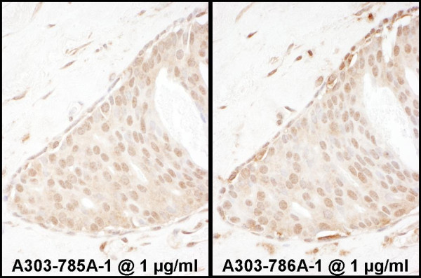 Anti-Beta-Arrestin 2