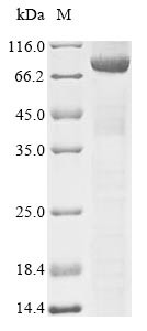 Dynamin-1-like protein (DNM1L), human, recombinant