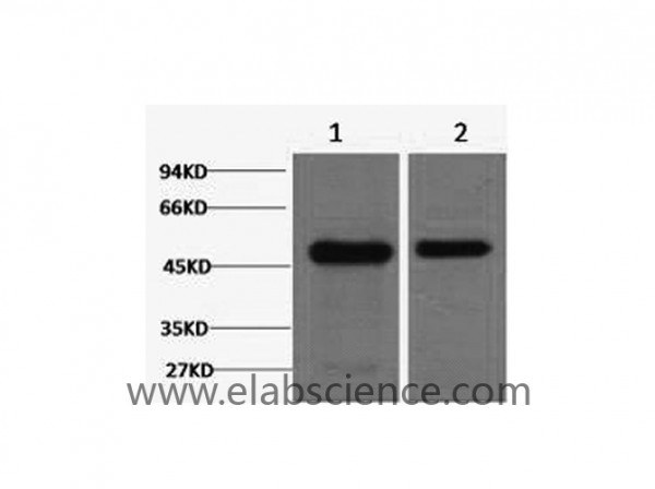 Anti-FN1, clone 1C6