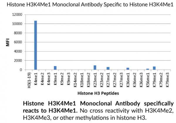 Anti-Histone H3K4Me1 Monoclonal Antibody (RM140)