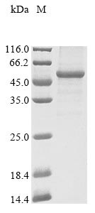 Atrial natriuretic peptide receptor 2 (NPR2), partial, human, recombinant