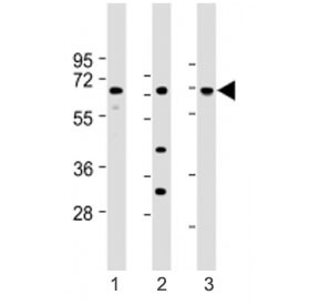 Anti-LAT2 (C-Terminal Region)