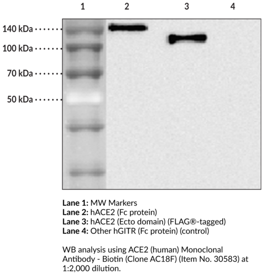 Anti-ACE2 (human) - Biotin (Clone AC18F)