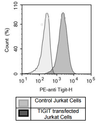 Anti-TIGIT, PE-Labeled