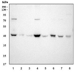 Anti-SOX1, clone GIA-19