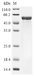 Glial fibrillary acidic protein (Gfap), mouse, recombinant