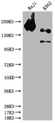 Anti-INPP5D Recombinant Monoclonal, clone 9G11