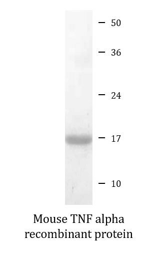 Mouse TNF alpha recombinant protein (Active)