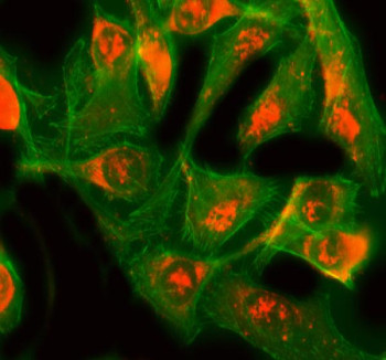 Anti-GINS3 / GINS protein subunit 3