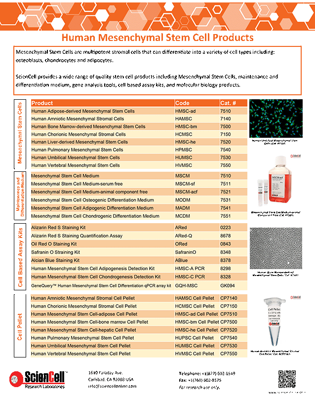 Human Mesenchymal Stem Cells & Media