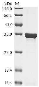 Flotillin-1 (FLOT1), partial, human, recombinant