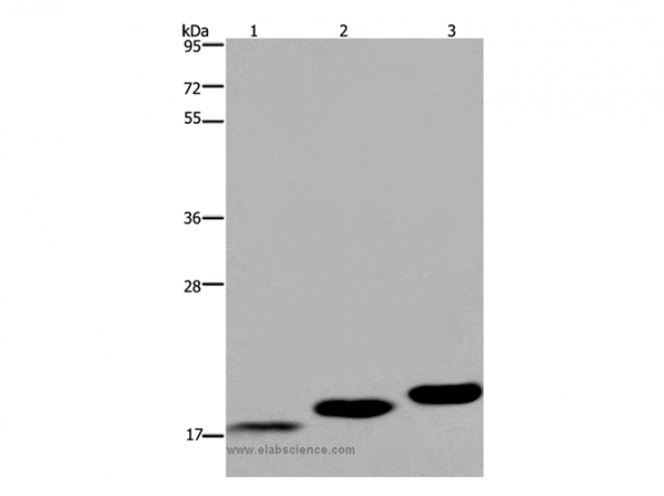 Anti-MYL12B