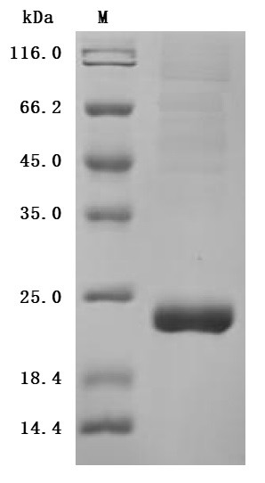 Zymogen granule protein 16 homolog B (ZG16B) (Active), Macaca fascicularis, recombinant