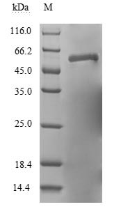 Fusion glycoprotein F0 (F), partial, human respiratory syncytial virus A, recombinant