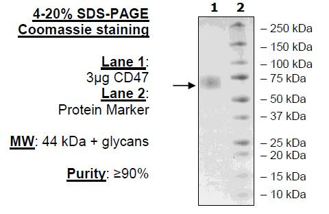 CD47, Fc Fusion, Avi-Tag, Biotin-Labeled (Mouse)