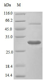 Macrophage colony-stimulating factor 1 protein (Csf1), partial (Active), mouse, recombinant