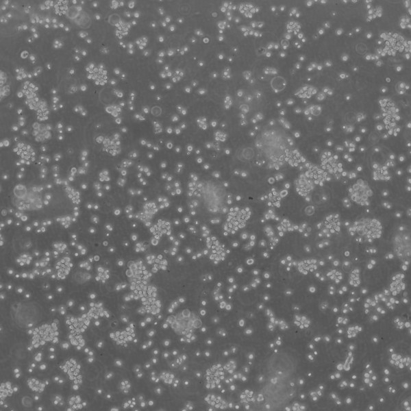 U266 Cells
