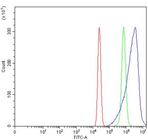 Anti-ACSS2 / Acetyl-coenzyme A synthetase