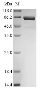 Interleukin-11 (Il11), Biotinylated, mouse, recombinant