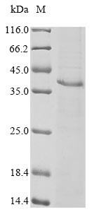 Hemagglutinin-esterase (HE), human coronavirus HKU1, recombinant
