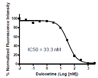 NET - CHOK1 Recombinant Cell Line