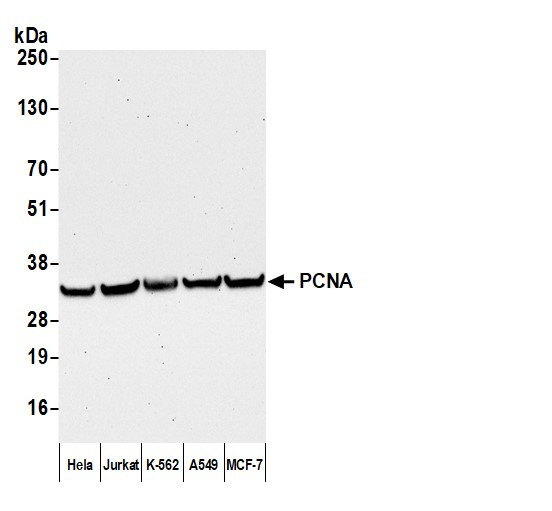 Anti-Mouse IgG-heavy and light chain cross-adsorbed