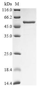 Pregnancy-specific beta-1-glycoprotein 1 (PSG1), human, recombinant