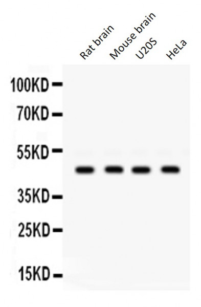 Anti-GJC2 / Connexin 47