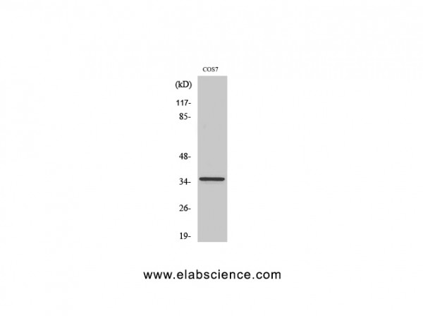 Anti-PCNA