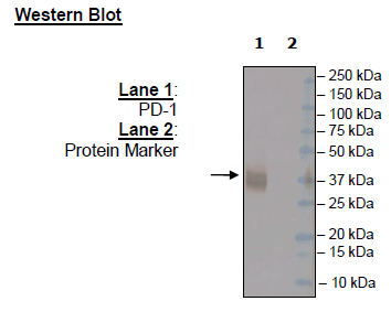 Anti-PD-1 (S228P)