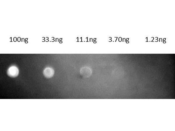 Anti-Mouse IgG (H&amp;L) [Goat] Texas Red conjugated Fab fragment