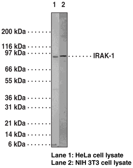 Anti-IRAK-1